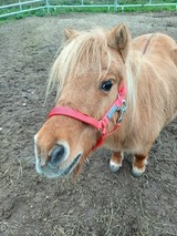 Ferienwohnung in Grömitz - "Pappelhof - Whg. 10" - Bild 22