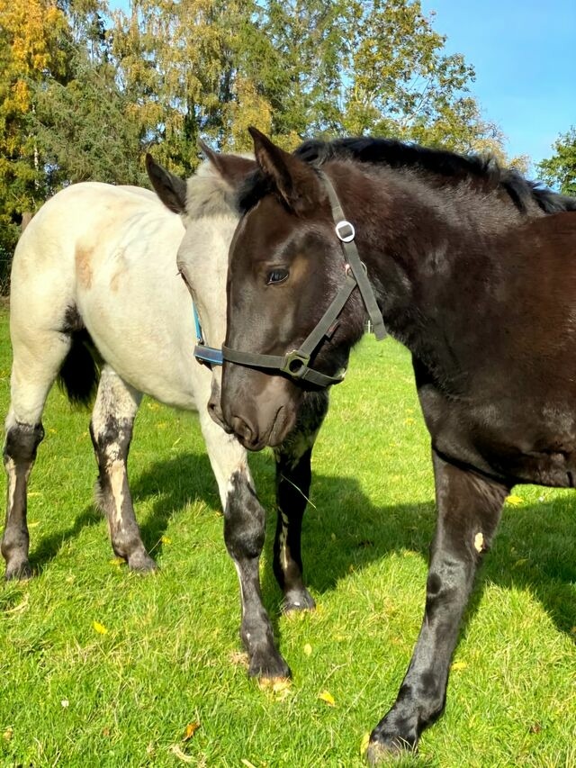 Ferienwohnung in Grömitz - "Pappelhof - Whg. 10" - Bild 25