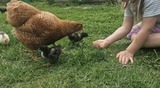Ferienwohnung in Riepsdorf - Urlaub mit Hund - freie Zeiten im Sommer - Bild 11