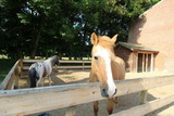Ferienwohnung in Fehmarn OT Neujellingsdorf - Bauernhof H&ouml;per-Rauert - Reihenhaus 6 - Bild 20