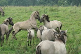 Ferienwohnung in Gelting-Niesgrau - Ferienwohnung Bambuswald Ferienhof Geltinger Bucht - Bild 23
